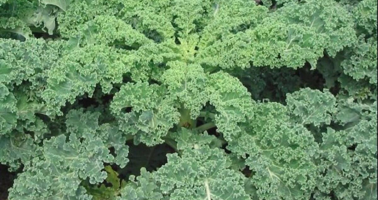 Japonların süper besini: Eksi 15 dereceye kadar dayanıyor, sütten daha fazla kalsiyum içeriyor