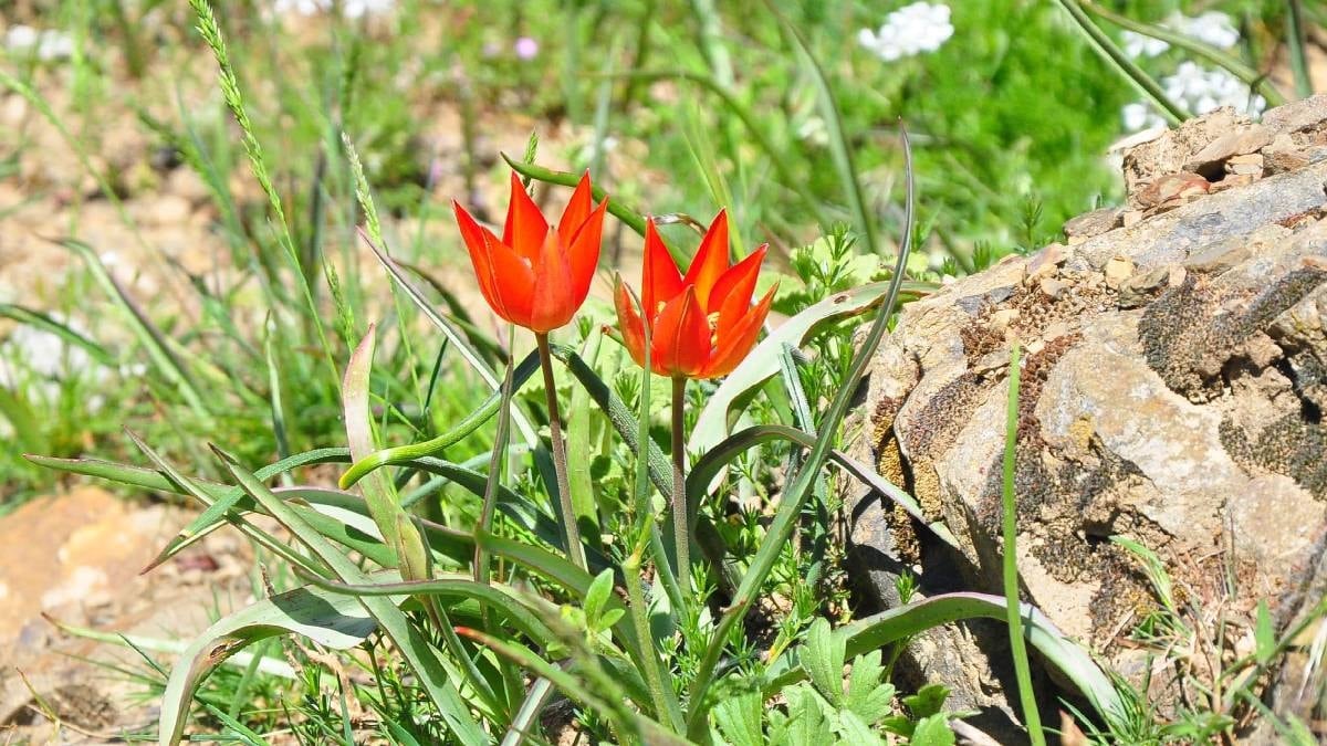 Şehzadeler Şehri'nde elini süren 699 bin lira ceza ödeyecek: Sadece 10 gün yaşıyor
