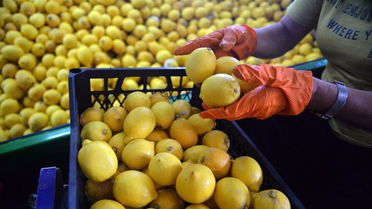 Limon alırken mutlaka bu işarete bakın