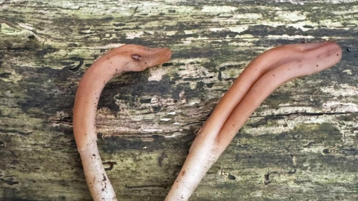 Doğanın ilginç hazinesi: Sadece iki kez görüldü