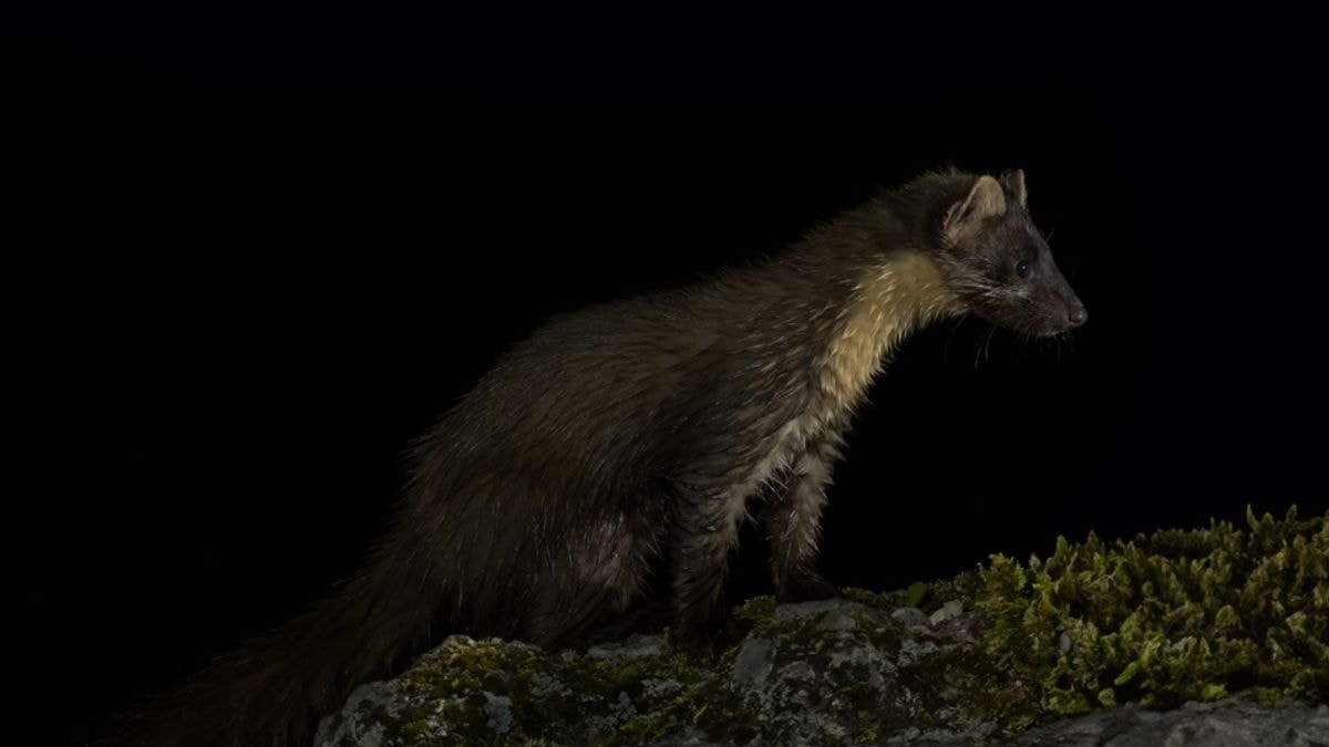 Herkes neslinin tükendiğini sanıyordu: Gizemli yırtıcı yeniden görüntülendi
