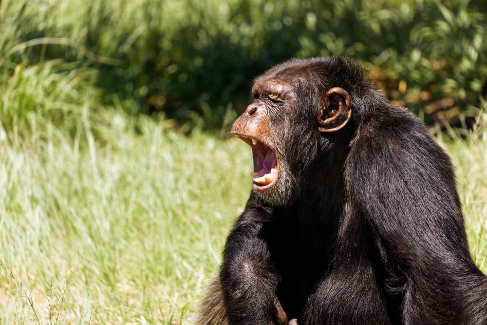 Maymunlar arasında yaşanan ilginç olay herkesin aklına aynı soruyu getirdi