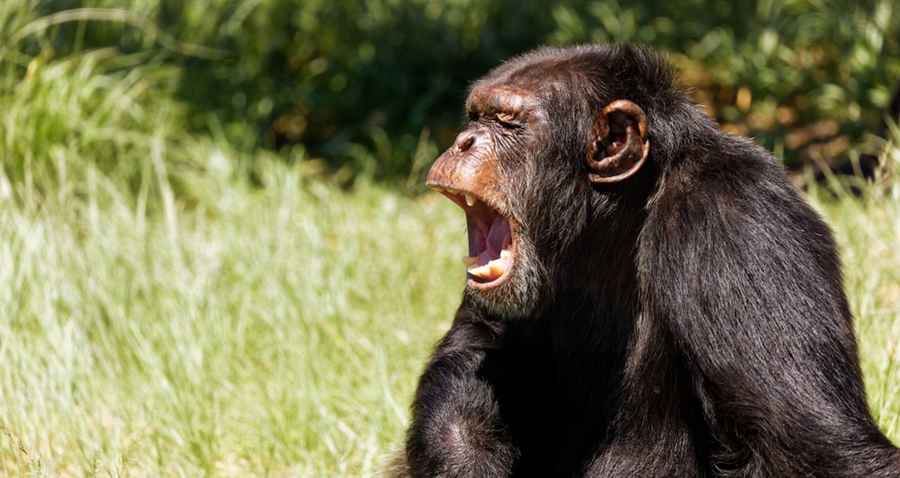 Maymunların bu yaptığı herkesin aklına korkulan soruyu getirdi