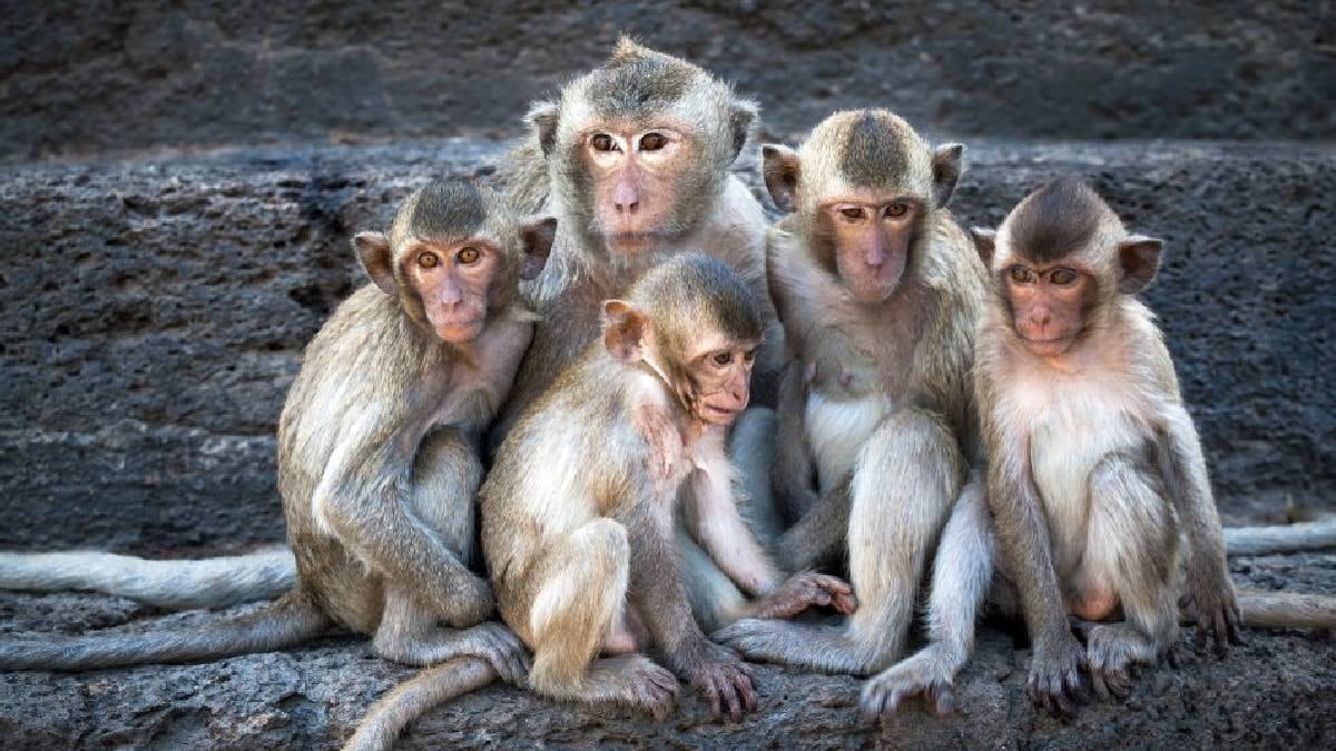 Maymunların turistlerle imtihanı: Toprak yemeye başladılar