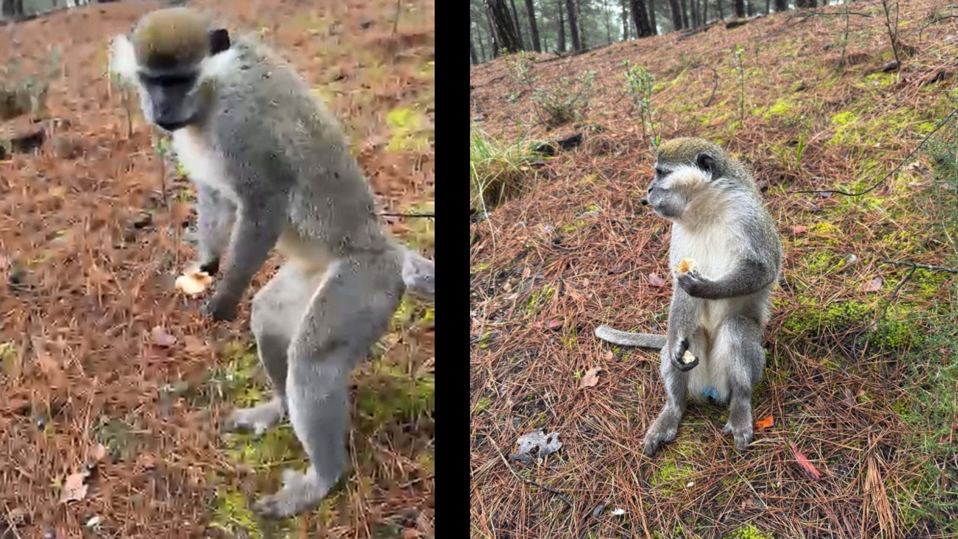 Mantar toplamaya diye ormana gitti yolunu maymun kesti