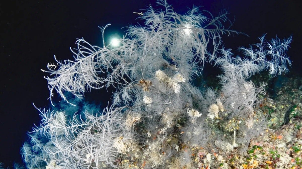 Okyanusun dibinde saklanıyordu: 300 yıllık dev canlı keşfedildi