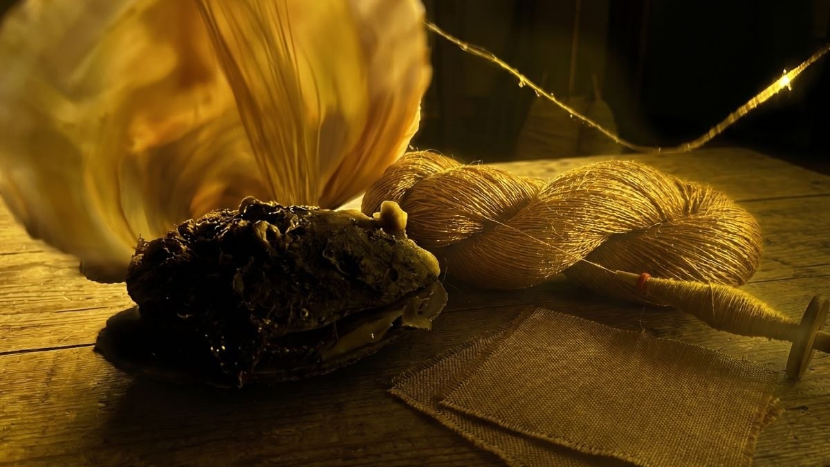 Midyeden çıkıyor, değeri altını katlıyor! Dünyanın en değerli kumaşı geri geliyor