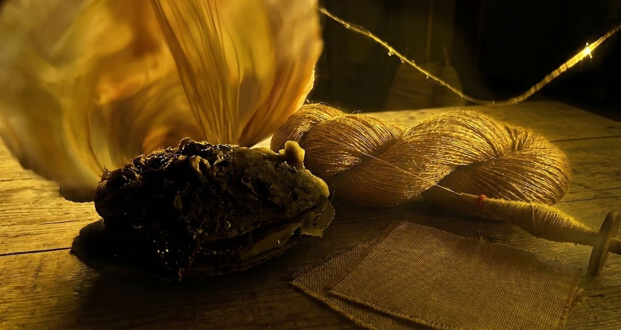 Midyeden çıkıyor, değeri altını katlıyor! Dünyanın en değerli kumaşı geri geliyor