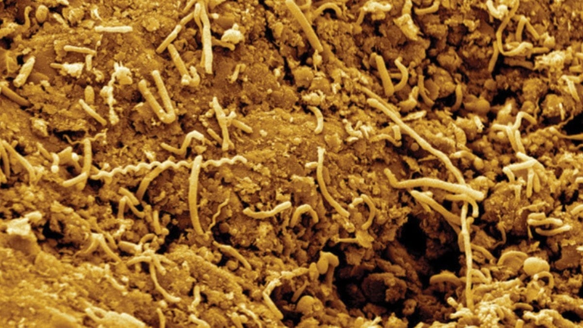 Yer kabuğunun altında hareket başladı: Mikroplar yukarı çıkıyor