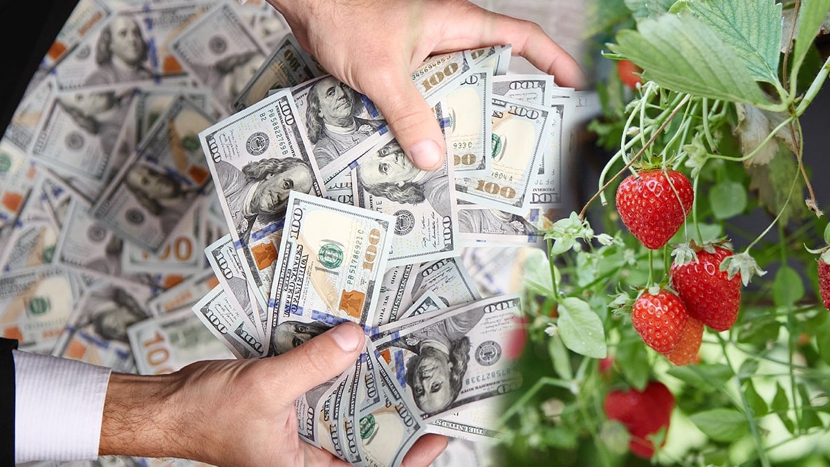 Milyoner sayısı rekor kırdı ama... Sadece 'organik çilek' alabiliyor