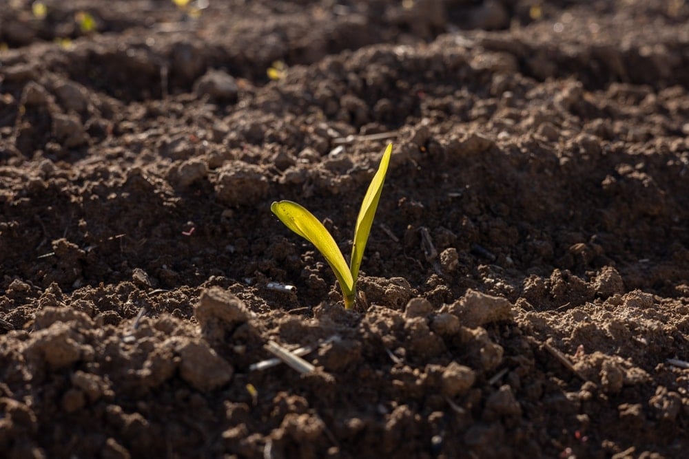 Antik çağın 'yeşil altını' Anadolu’da uyandı: Sezar’ın hazinesi artık Türkiye’de