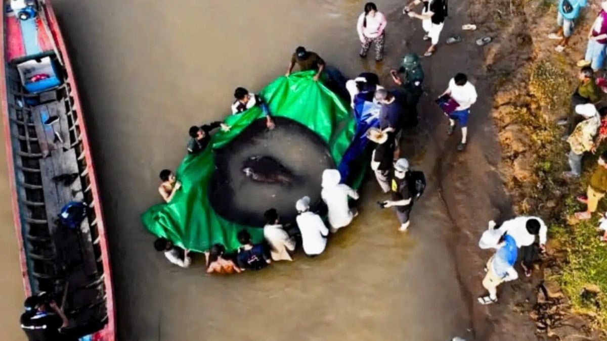 Dev nehir canavarı yakalandı! Daha önce böylesi görülmemişti