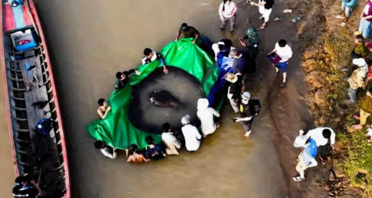 Dev nehir canavarı yakalandı! Daha önce böylesi görülmemişti