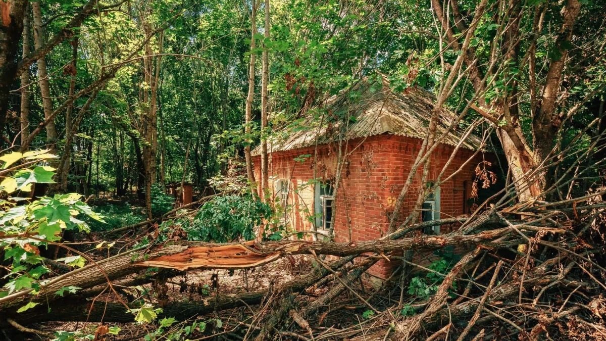Nükleer patlamaya rağmen hayatta kaldılar
