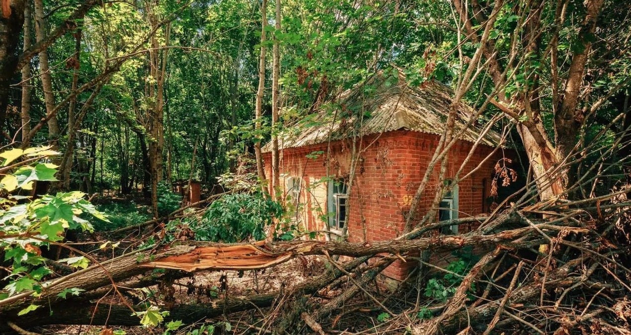 Nükleer patlamaya rağmen hayatta kaldılar