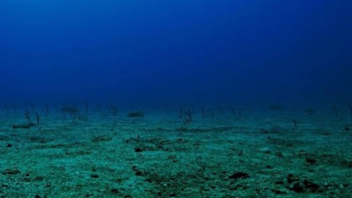 Okyanusun en korkutucu yaratığı evrim geçirdi