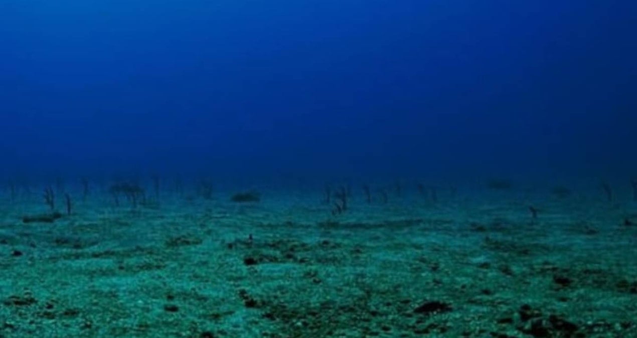 Okyanusun en korkutucu yaratığı evrim geçirdi