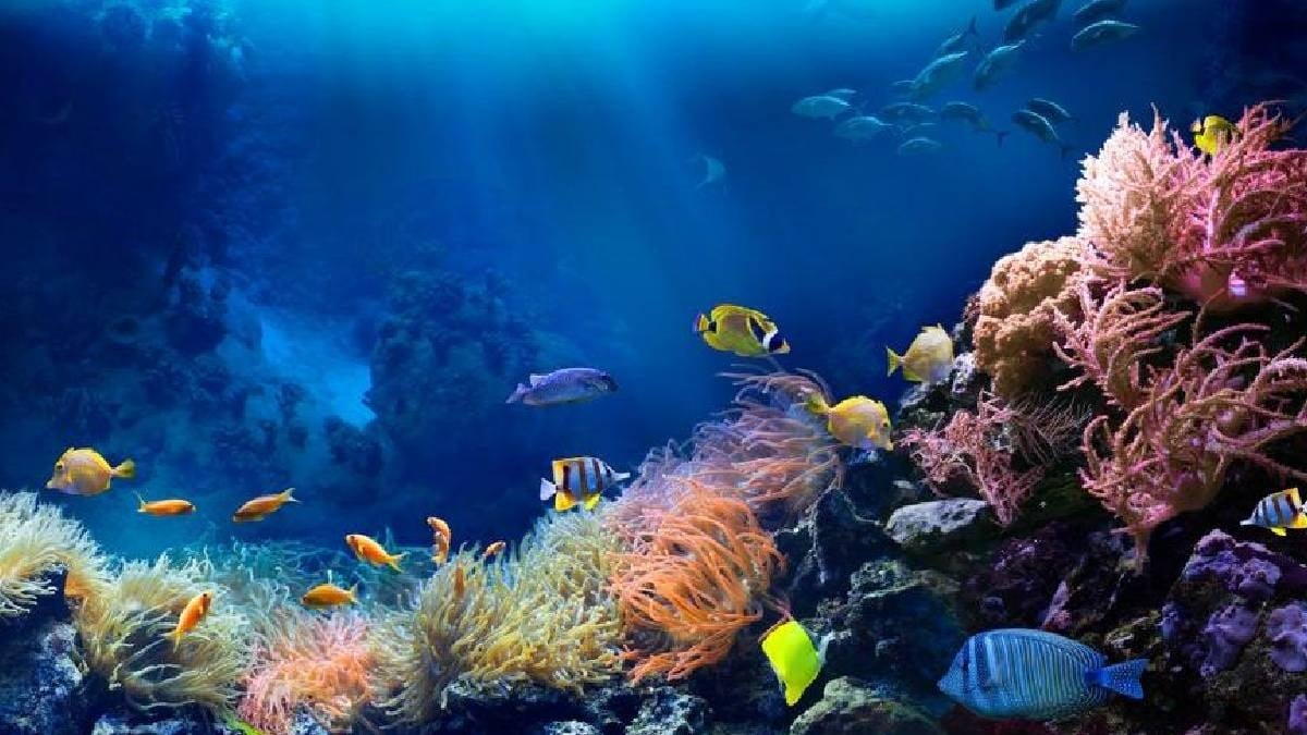 Denizin dibinde birden ortaya çıktı: Dokunduğu her şeyin rengine dönüşüyor