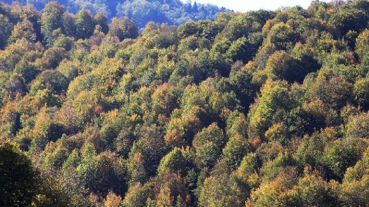 180 yıl önce ortadan kaybolan dev canlı olarak yeniden ortaya çıktı