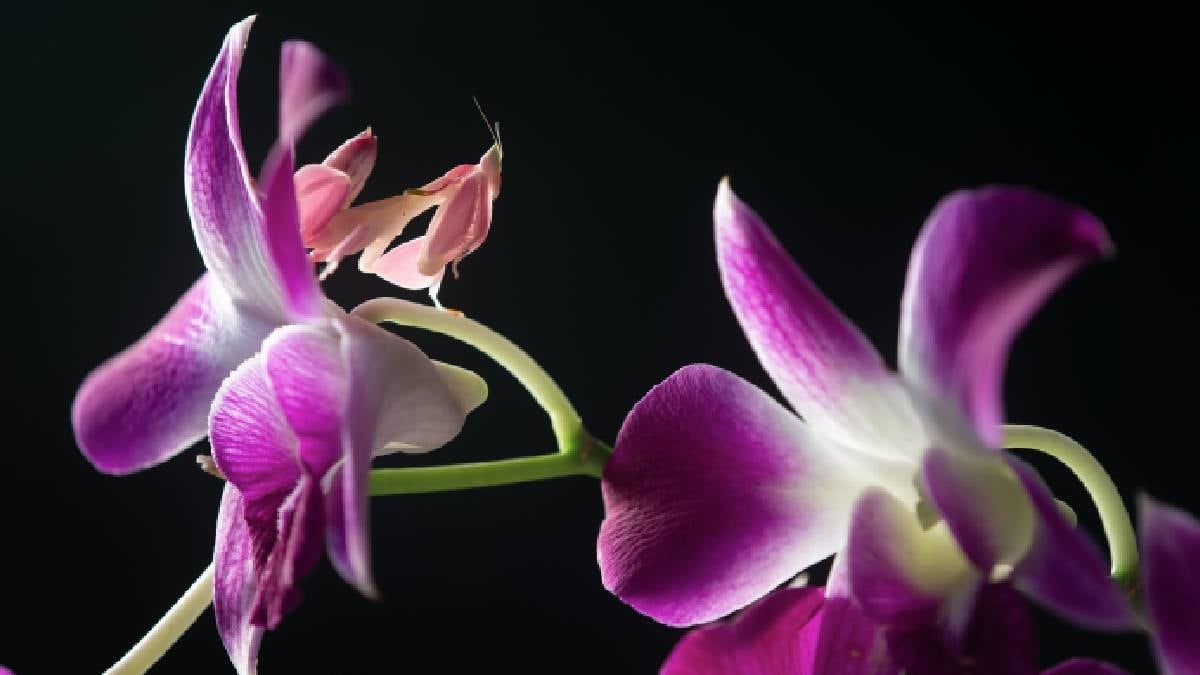 Gezegendeki en sinsi yaratık: Herkes onları masum sanıyor