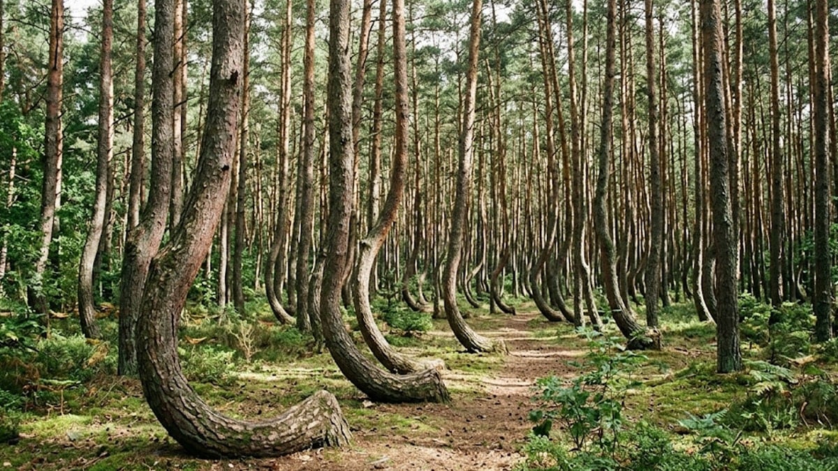 Gövdesi yerden 90 derece dönen ağaçlarla dolu imkansız orman