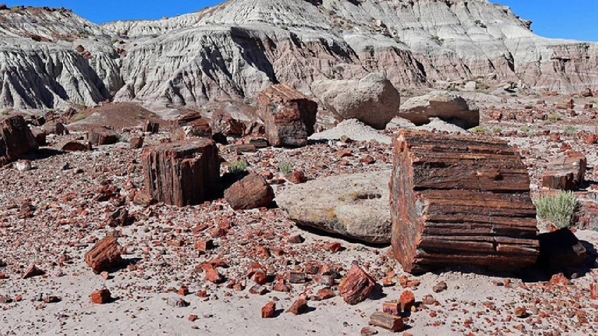 Lanetli orman olarak biliniyor: Her şey taşa dönüştü
