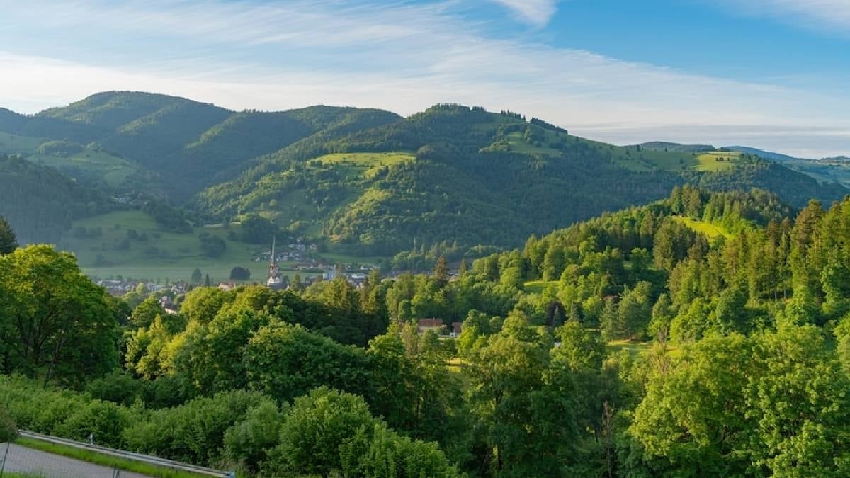 Dünyada bir ilk: Böceklere hak tanındı, artık mahkemeye bile gidebilirler