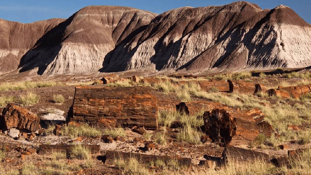 Ağaçların bile taşa dönüştüğü devasa orman bulundu