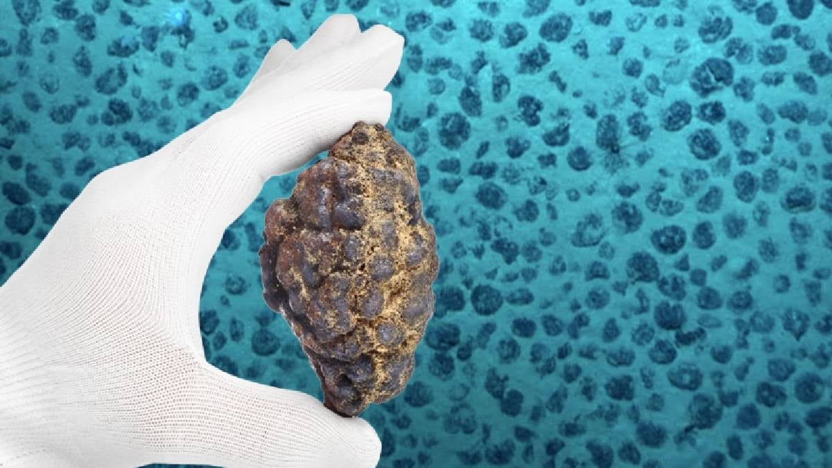 Her biri patates büyüklüğünde: Suyun altında saklı hazine