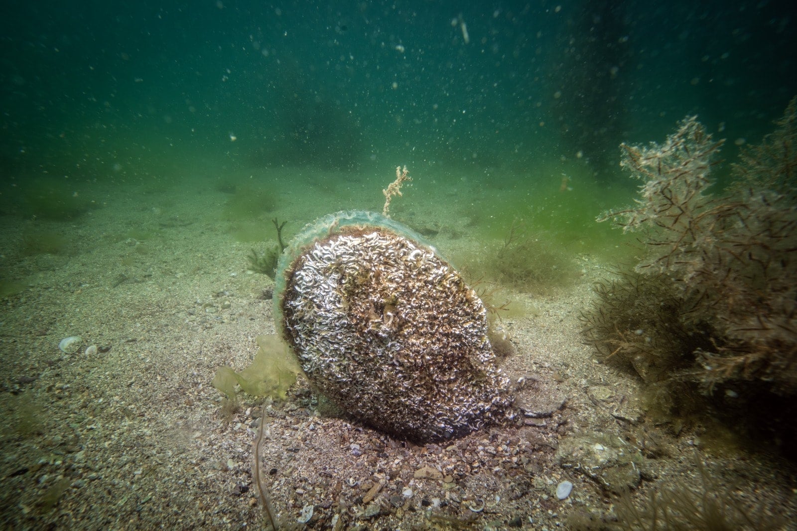 Yüzyıllardır Marmara Denizi'nin dibinde duruyorlarmış: Boyları neredeyse insan kadar