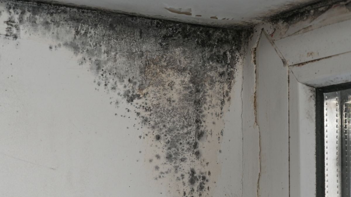 Meğer çözümü bu kadar basitmiş: Evdeki küf ve rutubete karşı en etkili formül bulundu