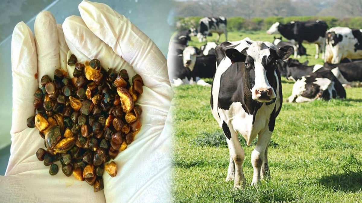 Meğer karnında hazine taşıyormuş: Bulan köşeyi dönecek