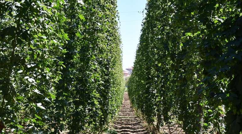 Kesip çöpe attığımız bitki Avrupa'da kilosu 53 bin TL'den kapış kapış satılıyormuş