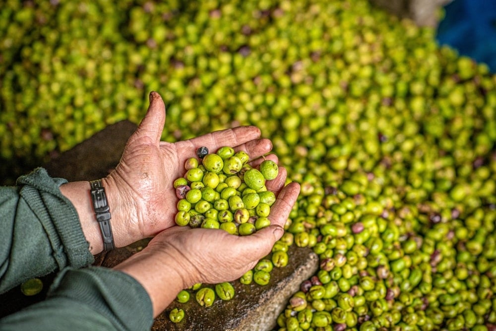 40 yıllık zeytin firması konkordato ilan etti