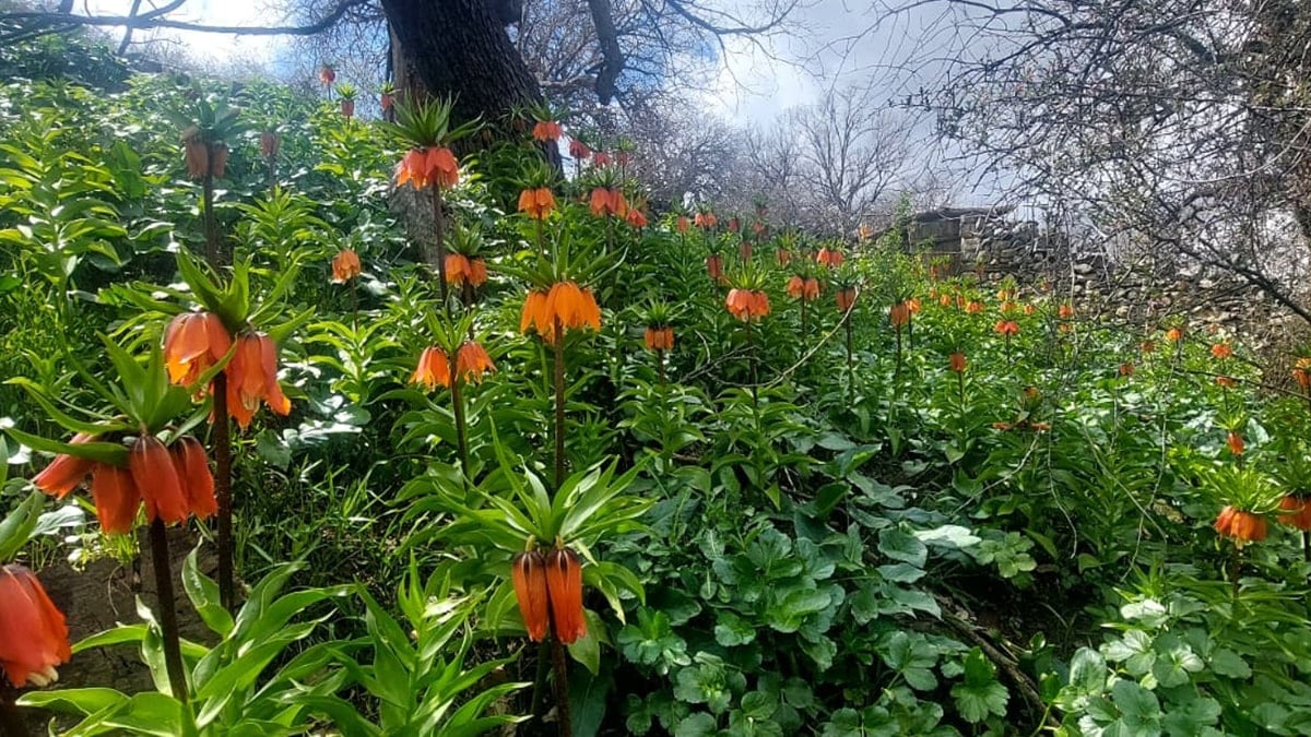 Bu çiçeği koparmanın cezası 700 bin lira!
