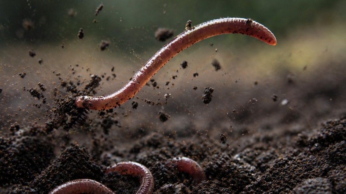 Zıplayan solucanlar sessizce yayılıyor: Tek bir tanesi bile hızla çoğalabiliyor