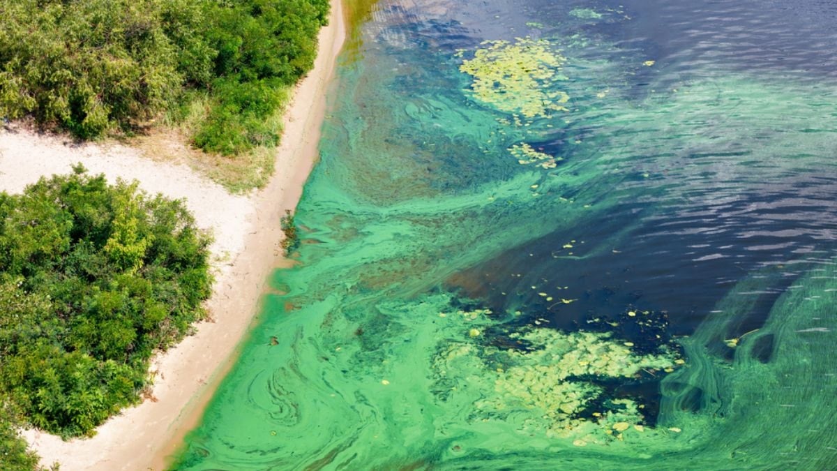 Okyanustan gelen tehlike büyüyor: Milyarlarca insan risk altında