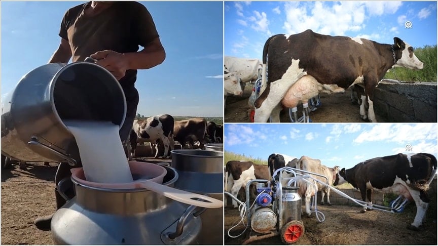İnek sütü miktarında düşüş: TÜİK şubat verilerini açıkladı