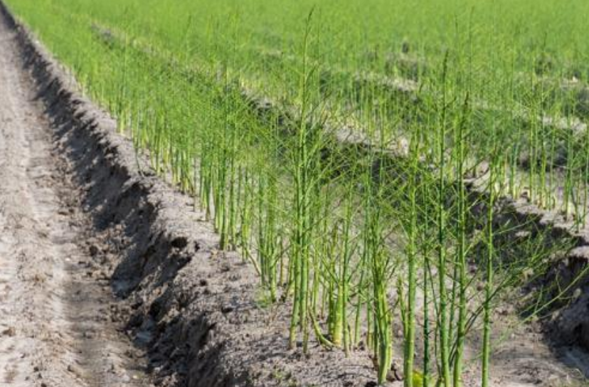 Bu bitkiyi toprağa bir kere ekince 20 yıl durmadan para kazanacaksınız