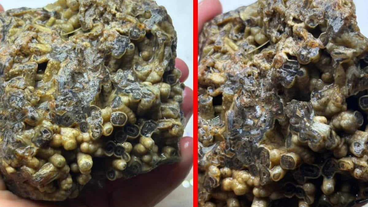 Sosyal medya Kütahya'da bulunan tuhaf taşı konuşuyor: Sahibi hemen satışa çıkardı