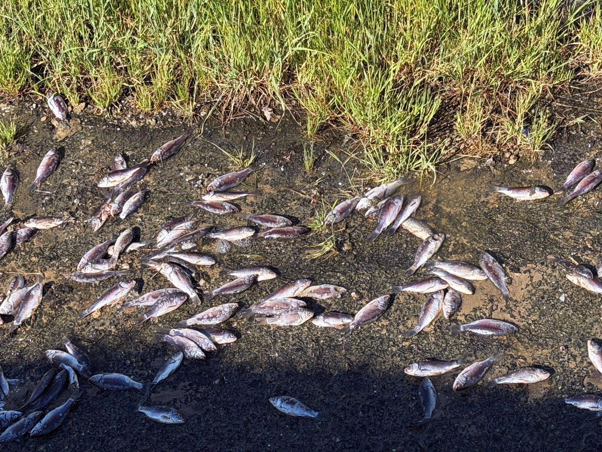 Endişelendiren görüntü! Toplu balık ölümlerine inceleme