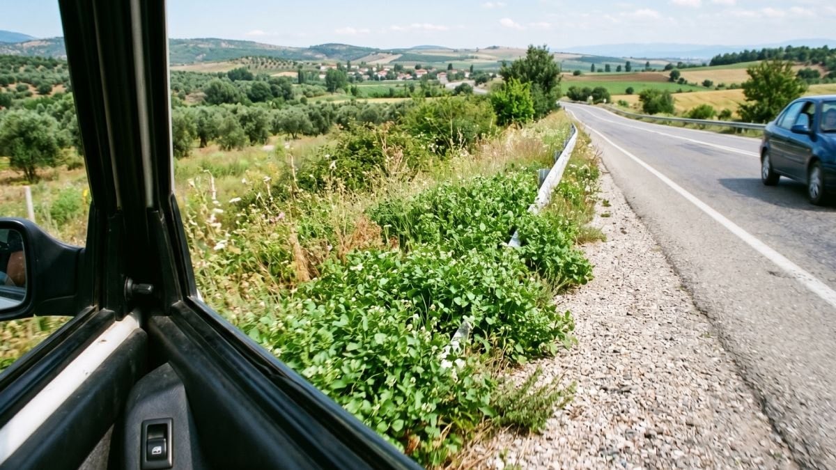 Meğer yol kenarında yetişiyormuş: Dünyanın en sağlıklı yeşilliği belli oldu