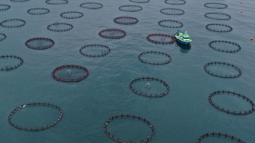 Türkiye’den 19 ülkeye ihraç ediliyor, geliri 91 milyon doları geçti: Ruslar ve Vietnamlılar sıraya girdi