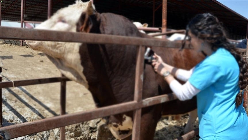 Hayvancılıkta dijital ödeme sistemi: Aşı ve küpe ücretleri desteklemeden düşülecek