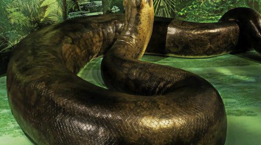 Otobüsten bile uzun yılan bulundu: Küresel ısınmayla daha da büyüyecek