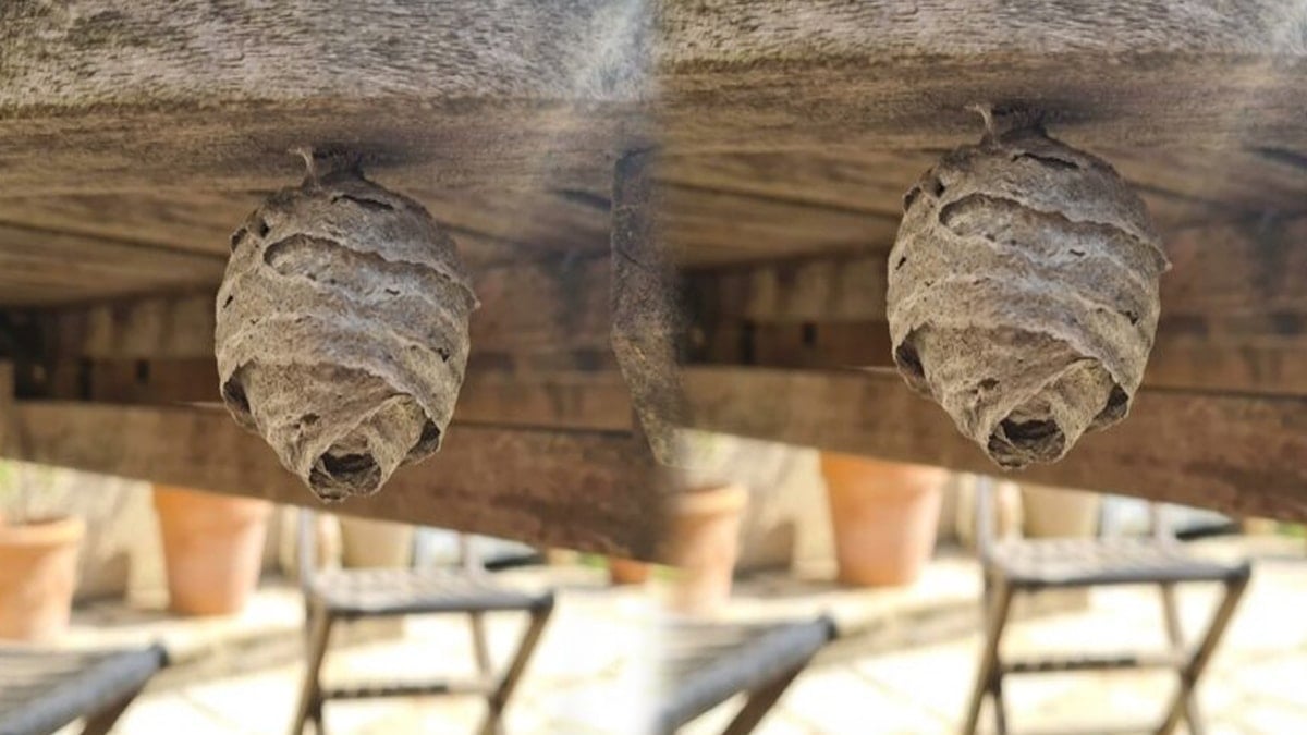 Bahçedeki bu top şeklindeki şeye dokunan yandı 