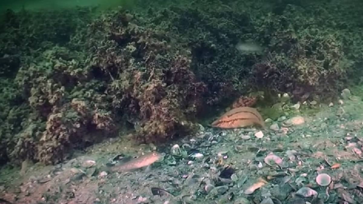 Karadeniz'in dibinde devasa tarla keşfedildi: Uzaydan bile görülebilen bir mucize