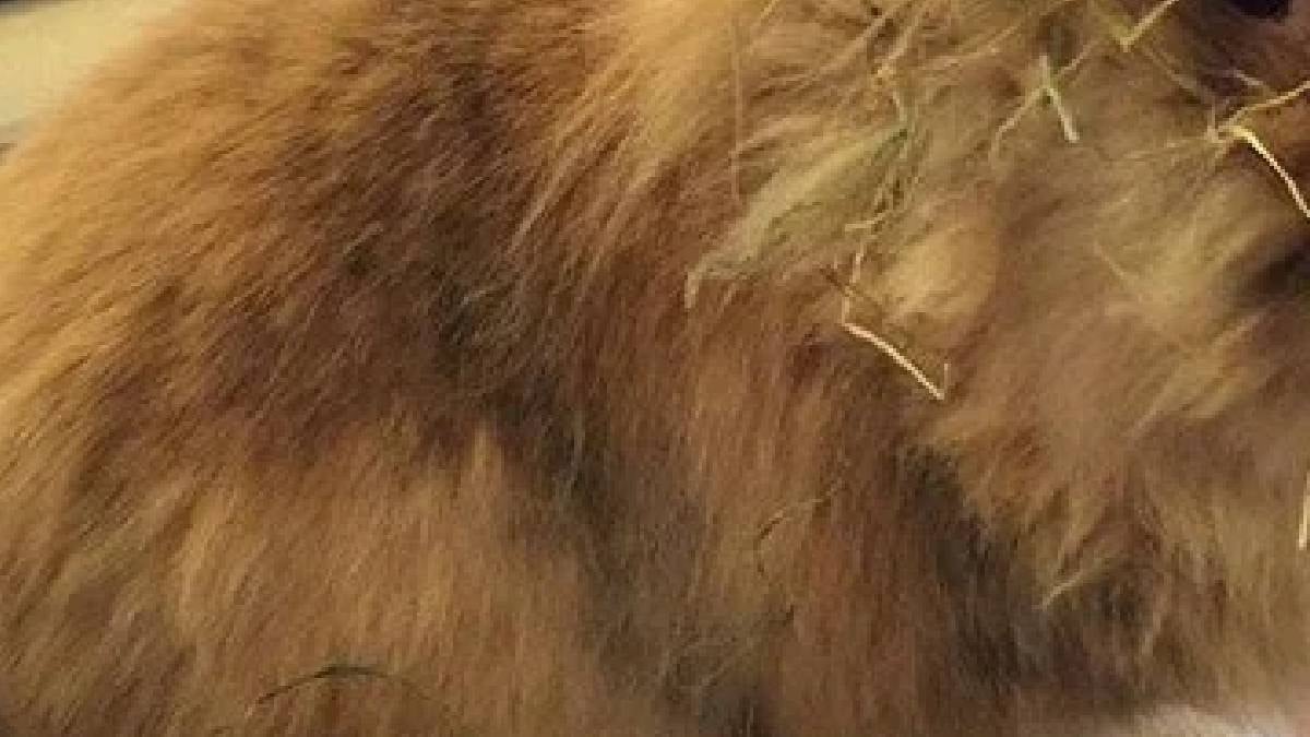 Türünün en yaşlısı seçildi: 15 yıl yaşıyla rekor kırdı