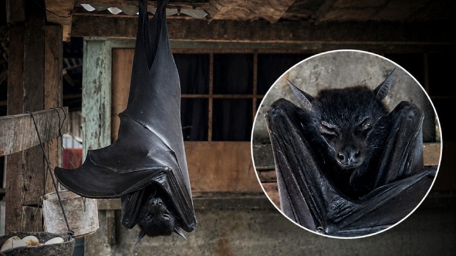 Çatıda asılı halde görüntülenen yarasa dehşete düşürdü