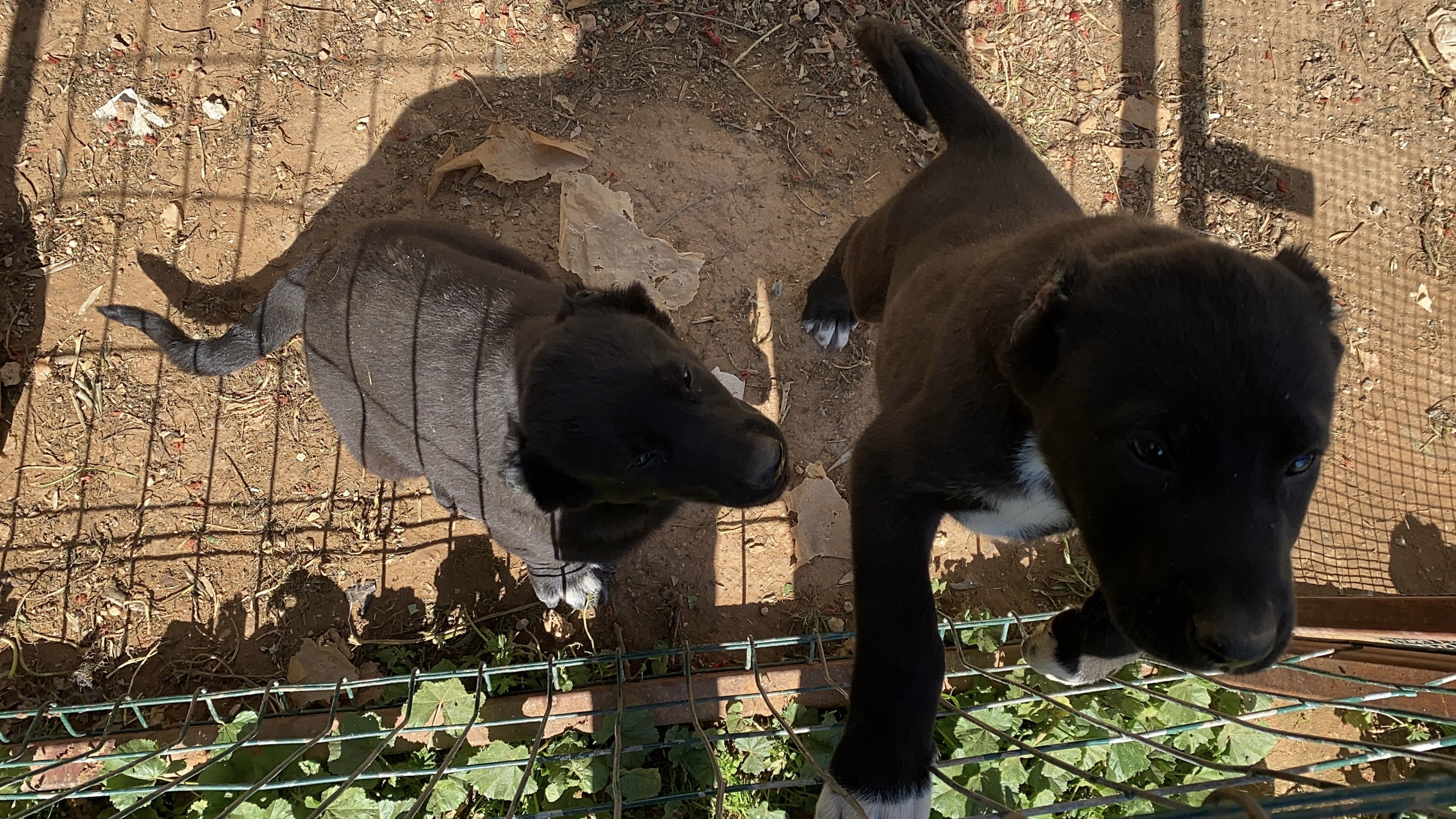 Böyle canilik görülmedi! Yavru köpeklerin kulaklarını kesip satışa çıkarmış
